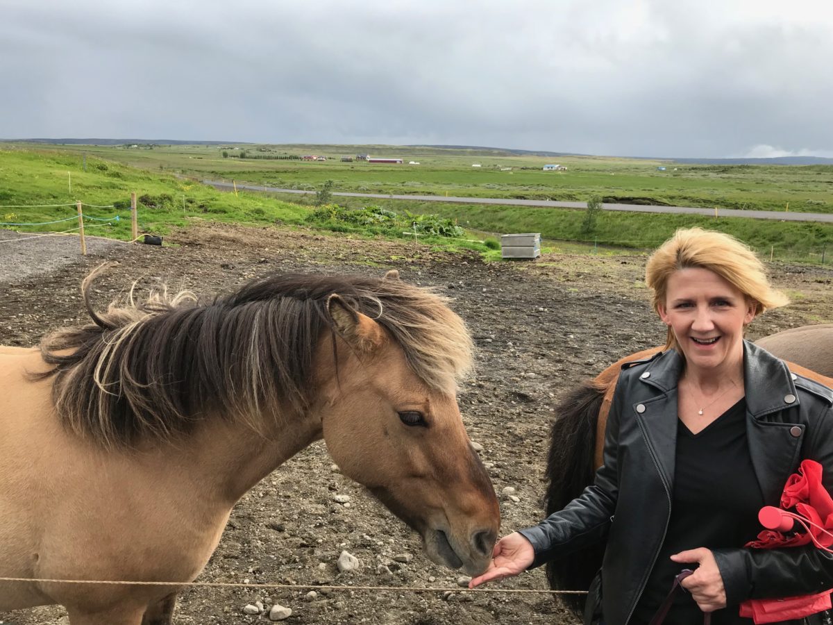 Feeding an Iceland horse!
